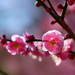 【赤系メイクで艶やかに♪】春を先取り!花咲く和装メイク【梅編】