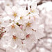 【透明感をつくろう☆】春を先取り!花咲く和装メイク♪【桜編】
