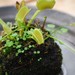 【お部屋にチョイ足し♪】可愛いけどなんだか落ち着く。和女子にオススメ!苔玉の世界